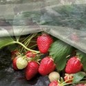 Агроволокно укривне біле Agreen П 30 1,6*10 м