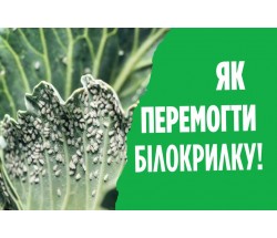 Білокрилка. Захист капусти. Як врятувати капусту від білокрилки