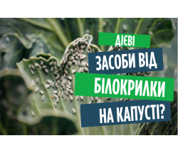 Білокрилка - перевірені засоби. Як правильно обробляти! Білокрилка - перевірені засоби. Як правильно обробляти!