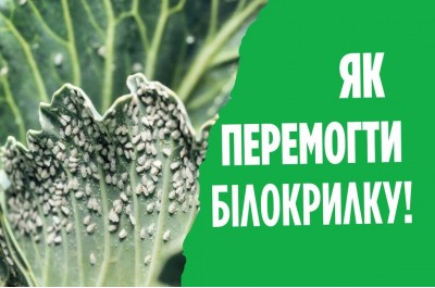 Білокрилка. Захист капусти. Як врятувати капусту від білокрилки