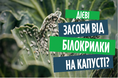 Білокрилка - перевірені засоби. Як правильно обробляти!