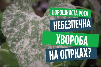 Борошниста роса на огірках? Що робити, як боротися і якими засобами обробити.