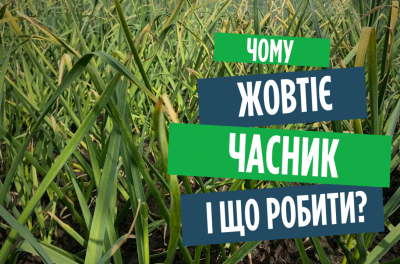 Можете втратити весь урожай: чим підгодувати часник, якщо він жовтіє
