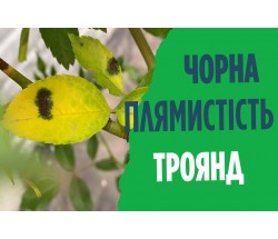 Як боротися з чорною плямистісю троянд