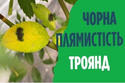Як боротися з чорною плямистісю троянд