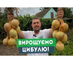 Озима цибуля: підготовка ґрунту для гарного врожаю