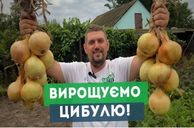 Озима цибуля: підготовка ґрунту для гарного врожаю