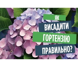 Посадка гортензії. Перевірений спосіб. Висаджуємо в кислий ґрунт. Посадка гортензії. Перевірений спосіб. Висаджуємо в кислий ґрунт.
