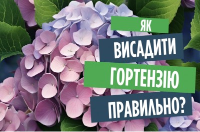 Посадка гортензії. Перевірений спосіб. Висаджуємо в кислий ґрунт.