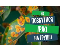 Як позбутися іржі на груші Як позбутися іржі на груші