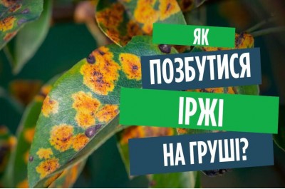 Як позбутися іржі на груші