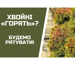 Чому ЖОВТІЮТЬ хвойні весною? Покроковий план порятунку! Чому ЖОВТІЮТЬ хвойні весною? Покроковий план порятунку!