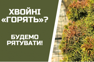 Чому ЖОВТІЮТЬ хвойні весною? Покроковий план порятунку!