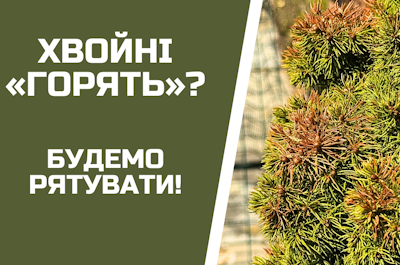 Чому ЖОВТІЮТЬ хвойні весною? Покроковий план порятунку!