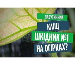 Павутинний кліщ на огірках? Як позбутися шкідника і чим обробити рослини! Павутинний кліщ на огірках? Як позбутися шкідника і чим обробити рослини!