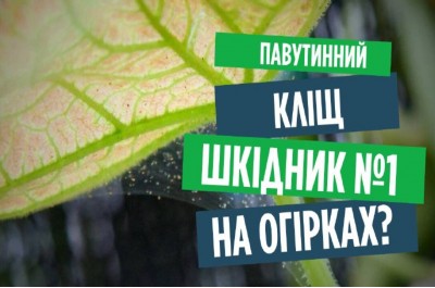 Павутинний кліщ на огірках? Як позбутися шкідника і чим обробити рослини!