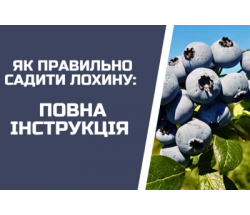 Як ПРАВИЛЬНО посадити лохину: покрокова інструкція на 15 років Як ПРАВИЛЬНО посадити лохину: покрокова інструкція на 15 років