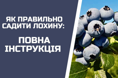 Як ПРАВИЛЬНО посадити лохину: покрокова інструкція на 15 років