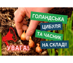 Озима цибуля та часник з Голландії вже в наявності!