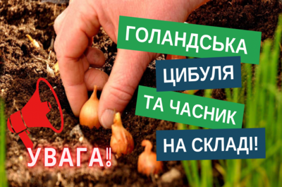 Озима цибуля та часник з Голландії вже в наявності!
