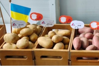 Яку насіннєву картоплю посадити у 2026 році? Повний гід по сортам від «Нехай Росте»