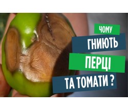 Рятуємо томати та перці від вершинної гнилі!