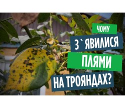 Несправжня борошниста роса (пероноспороз) на трояндах: симптоми, профілактика, лікування! Несправжня борошниста роса (пероноспороз) на трояндах: симптоми, профілактика, лікування!
