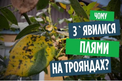 Несправжня борошниста роса (пероноспороз) на трояндах: симптоми, профілактика, лікування!