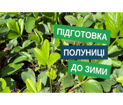 Підготовка полуниці до зими: захист від хвороб і шкідників для здорового врожаю весною! Підготовка полуниці до зими: захист від хвороб і шкідників для здорового врожаю весною!