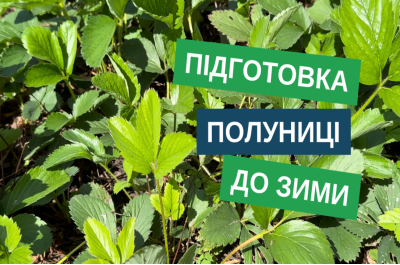 Підготовка полуниці до зими: захист від хвороб і шкідників для здорового врожаю весною!