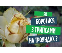 Трипси на трояндах? Ефективні методи боротьби з ними. Трипси на трояндах? Ефективні методи боротьби з ними.