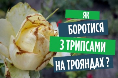 Трипси на трояндах? Ефективні методи боротьби з ними.