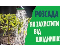 Грунтові шкідники розсади овочевих культур.