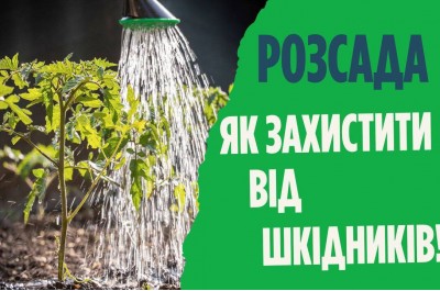 Грунтові шкідники розсади овочевих культур.