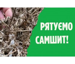 Самшитова вогнівка та методи боротьби Самшитова вогнівка та методи боротьби