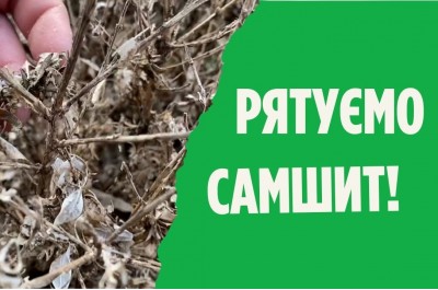 Самшитова вогнівка та методи боротьби