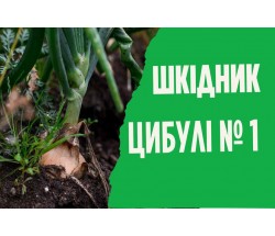 Як позбутися цибулевої мухи? Як позбутися цибулевої мухи?