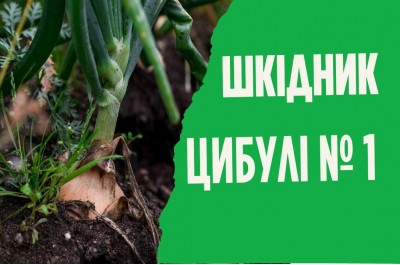 Як позбутися цибулевої мухи?