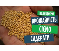 Що посіяти після цибулі та часнику? Гірчиця біла для родючості грунту