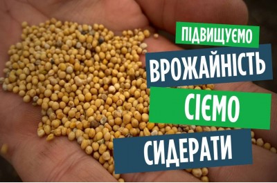 Що посіяти після цибулі та часнику? Гірчиця біла для родючості грунту
