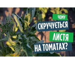 Скручується листя на помідорах? Одна підкормка усе виправить!