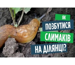 Як позбутися від слимаків та равликів в городі? Дієві методи та поради.