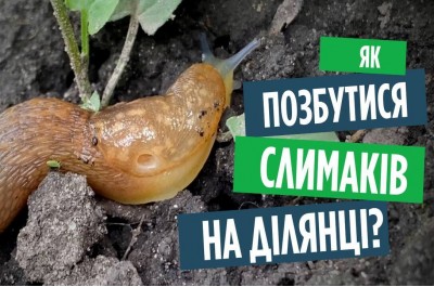 Як позбутися від слимаків та равликів в городі? Дієві методи та поради.