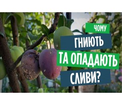 Гниють та опадають сливи? Літній моніліоз та плодожерка, як врятувати сливи на дереві!