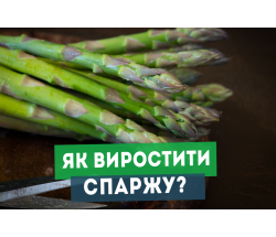 Секрети вирощування спаржі: від насіння до урожаю з максимальною вигодою. Секрети вирощування спаржі: від насіння до урожаю з максимальною вигодою.