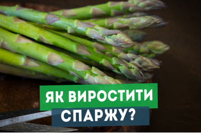 Секрети вирощування спаржі: від насіння до урожаю з максимальною вигодою.