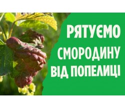 Як боротися з галовою попелицею на смородині?