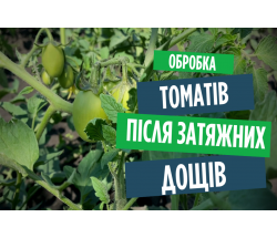 Фітофтора, альтернаріоз, вершинна гниль. Щоб помідори не хворіли! Фітофтора, альтернаріоз, вершинна гниль. Щоб помідори не хворіли!