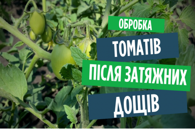 Фітофтора, альтернаріоз, вершинна гниль. Щоб помідори не хворіли!