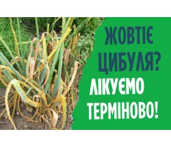 Що робити коли жовтіє цибуля? Термінова обробка від пероноспороза.